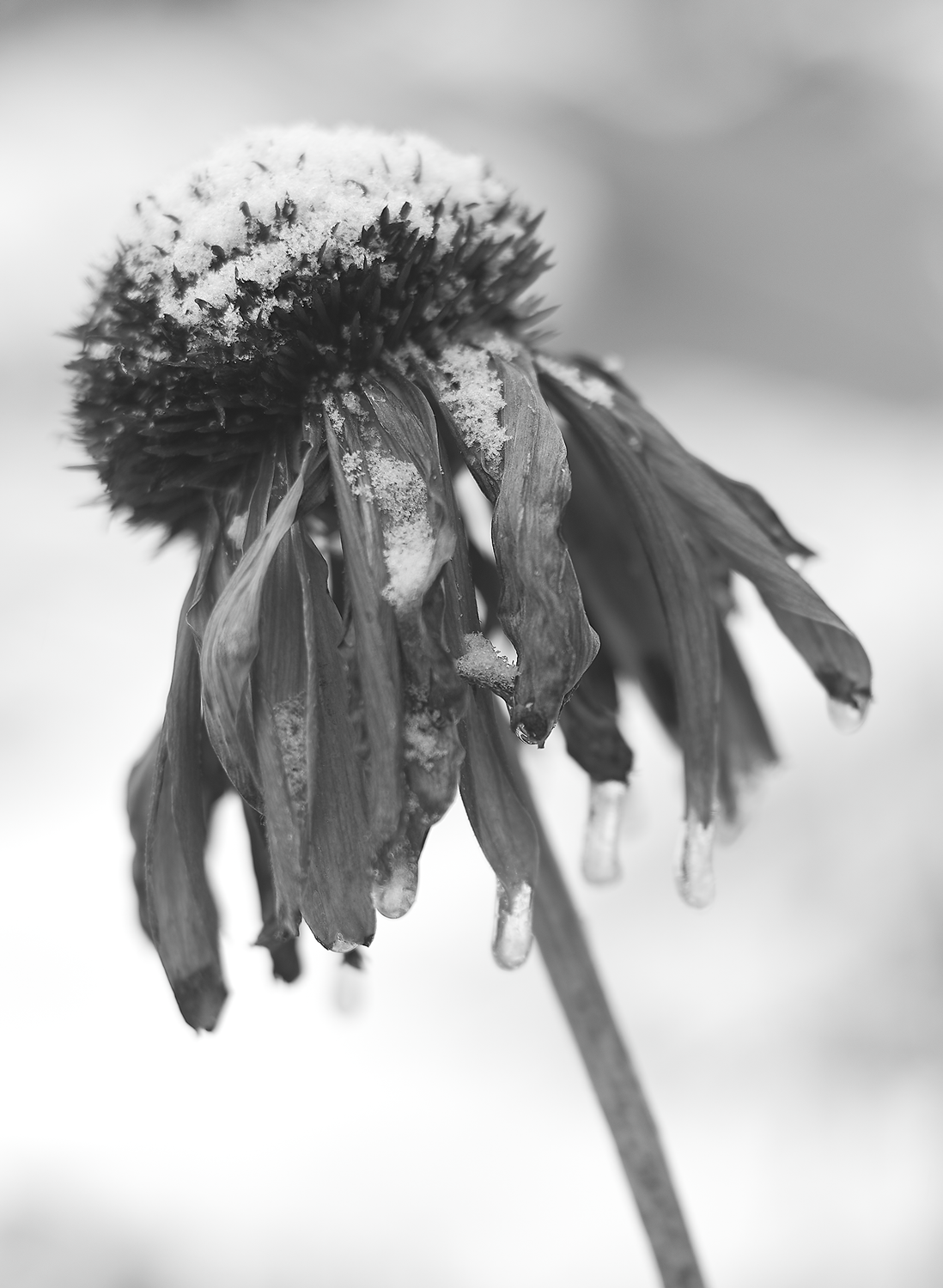 October Snow<br>5x7 Pack of 10 Folded Cards with White Envelopes