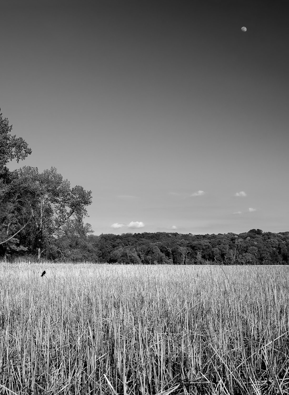 Moonrise at Westwood<br>5x7 Pack of 10 Folded Cards with White Envelopes