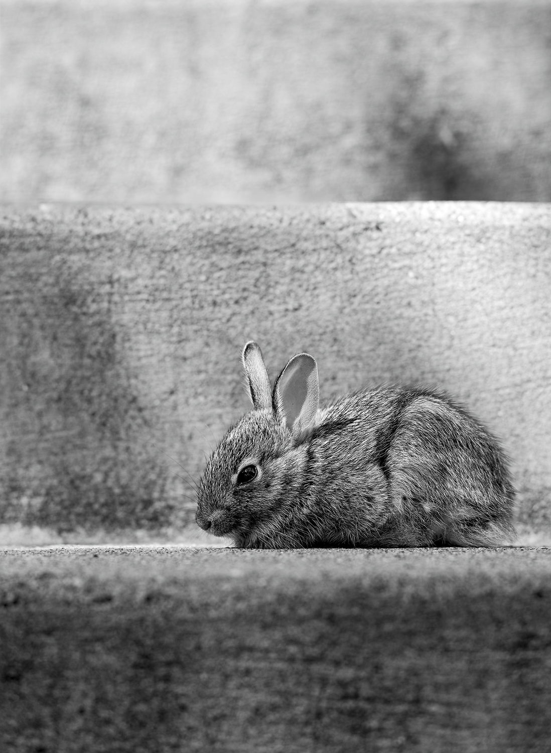 Baby Steps 5x7 Pack of 10 Folded Cards with White Envelopes