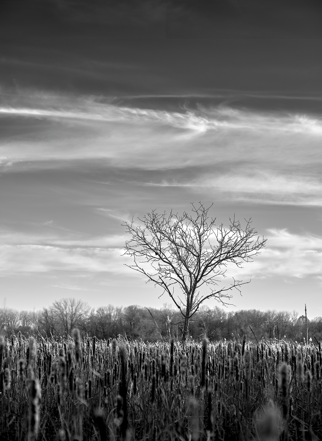 Isolated Beauty<br>5x7 Pack of 10 Folded Cards with White Envelopes