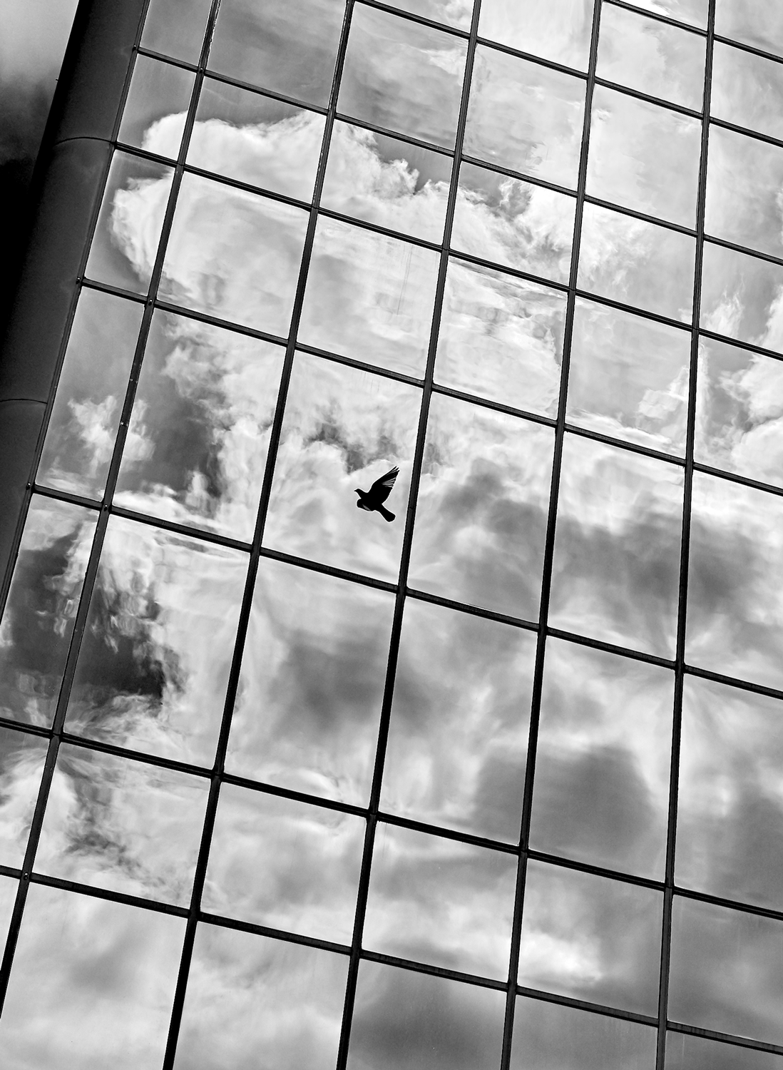 Wings Up<br>5x7 Pack of 10 Folded Cards with White Envelopes